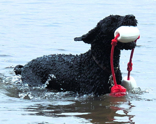 Pearl my Water-loving PWD companion